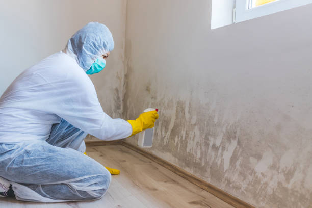 Licensed Mold Remediation service in Boston, VA - WQB Mold Removal